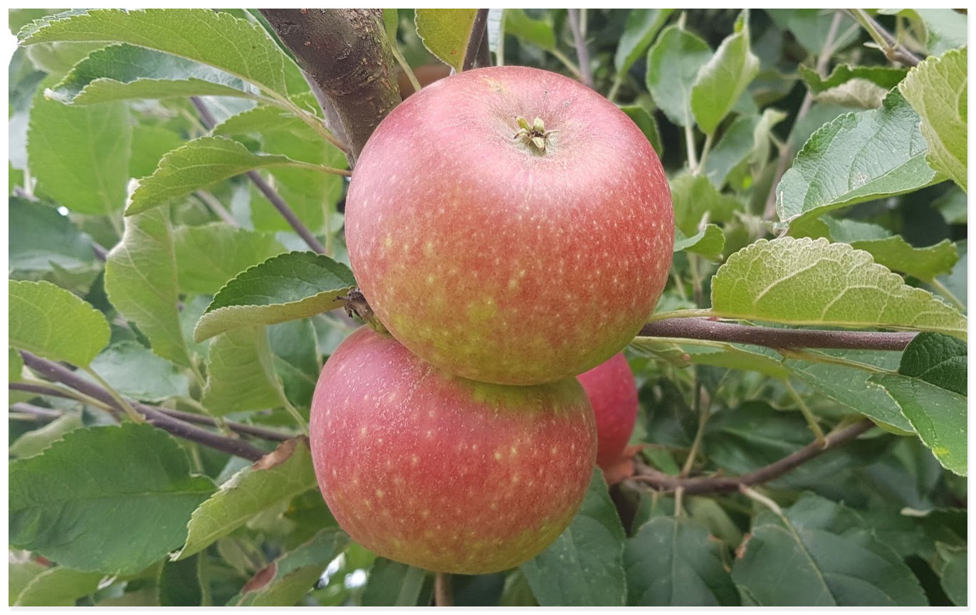 Gesunde Ernährung und Essgewohnheiten von Kinder verbessern